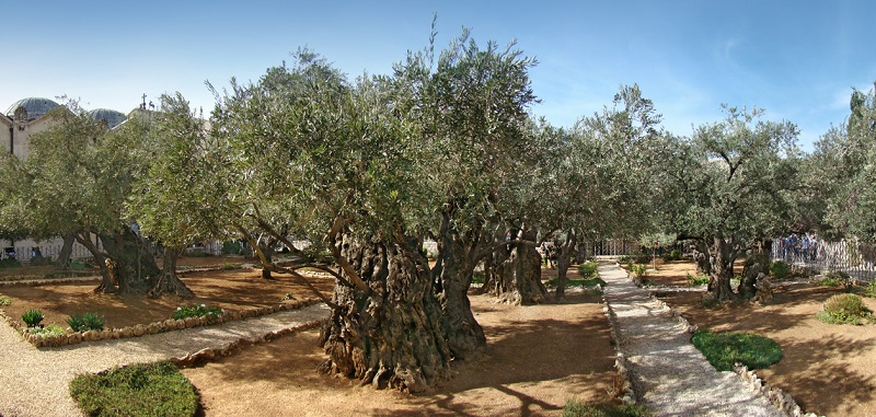 The garden of Gethsemane