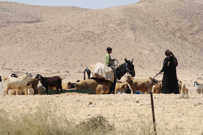 бедуины в пустыне
